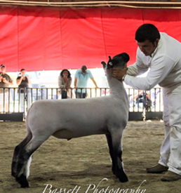 tulare county reserve ffa